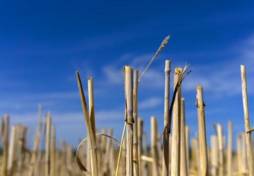 L’utilità della paglia di riso in bioarchitettura: intervista a Tiziana Monterisi